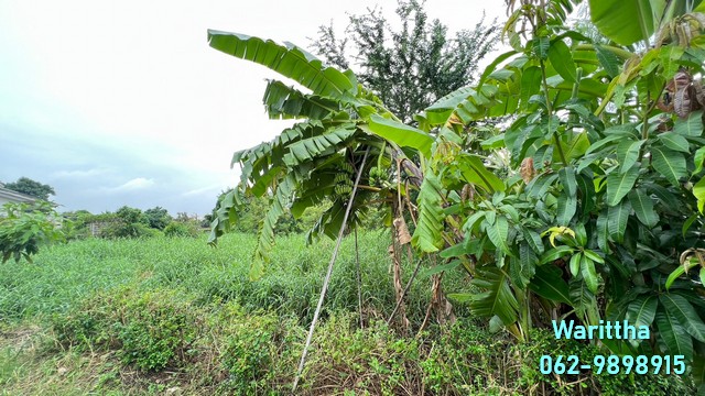 ขายที่ดินถมแล้ว ซอยเพชรเกษม 55 เนื้อที่ 100-500 ตรว. รูปแปลงสวย