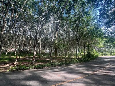 ขายที่ดินยกแปลง (2แปลงติดกัน) ติดถนนใหญ่ ทำเลดี อำเภอคลองหอยโข่ง 