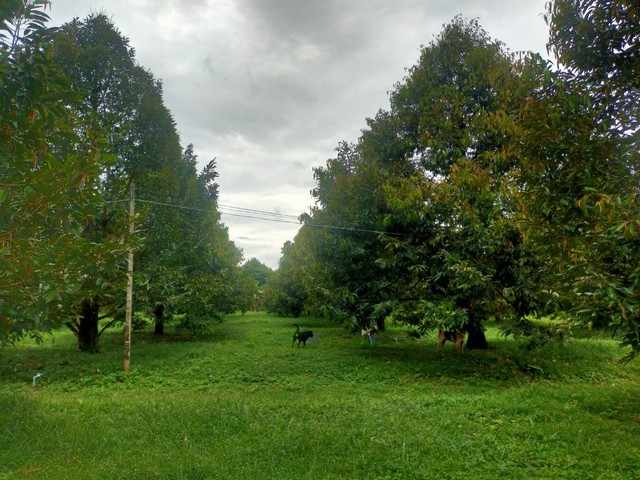 ขายสวนทุเรียนสวยให้ผลผลิตแล้วเขตกองดิน อ.แกลง จ.ระยอง 11 ไร่