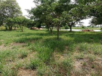  ขาย ที่ดินติดแม่น้ำท่าจีน ลำพญา นครปฐม เนื้อที่ 14-0-21.3 ไร่