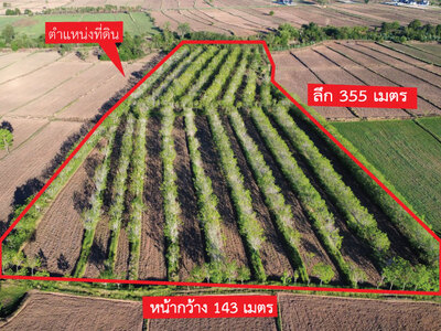 ขายที่ดินพร้อมสวนยาง 22 ไร่ 313 ตรว ต.ปังกู อ.ประโคนชัย บุรีรัมย์