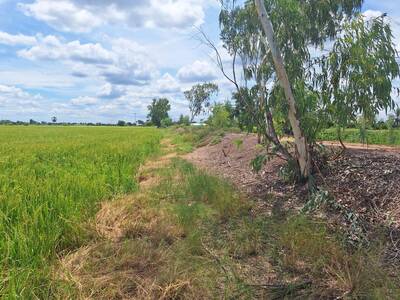 ที่ดินเปล่า 21-3-23 ไร่ ใกล้สนามบินกำแพงแสน, ม.เกษตร กำแพงแสน จ.น