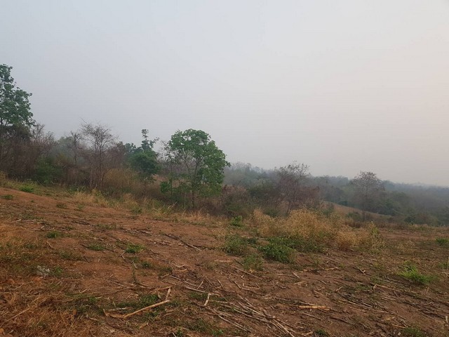 โปรดีพอใจผู้ซื้อขายเงื่อนไขสุดพิเศษ ขายอสังหาริมทรัพย์  ขาย ธรรมชาติเนินเขา ที่ดินโฉนดแบ่งขาย สวยๆ ท่ามกลางธรรมชาติหล่มเก่า ดินดีทำเกษตรงาม  ที่ดินดีสมบูรณ์ หล่มเก่า เพชรบูรณ์ ใกล้ภูทับเบิก โทร 0968821857