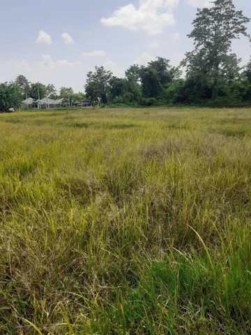 ขายที่ดิน 2 ไร่ 3 งาน 54 ตรว. พื้นที่สวย ๆ  เหมาะสำหรับทำบ้านจัดสรร หรือบ้านพักอาศัย 