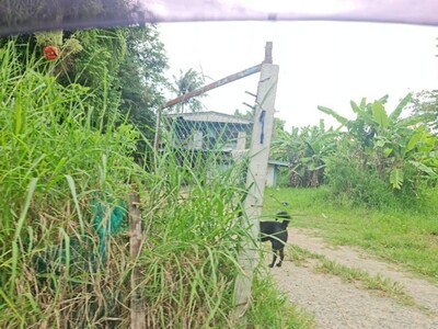 ทรัพย์คุ้มใช้ประโยชน์ ขายที่ปากช่อง 2-8ไร่ โฉนด ต.วังไทร ไร่ละ 2.