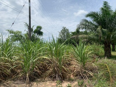 ขายที่ดินพร้อมโรงงานขนาด250ไร่ สีเหลือง คลองกิ่ว บ้านบึง ชลบุรี