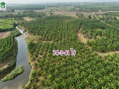 ขายสวนปาล์มอายุ10ปี ขนาด74-3-41 ไร่ เก็บผลได้แล้ว บ่อทอง ชลบุรี 