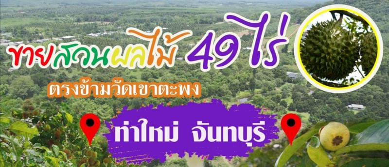 ขายสวนผลไม้ ทุเรียน เงาะ มังคุด พื้นที่ 49 ไร่ 14 ตรว.บ้านหนองคล้า ท่าใหม่ จันทบุรี  ราคา 39 ล้านบาท