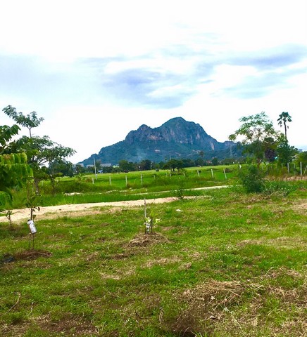  ขายที่โฉนดวิวเขานางพันธุรัต-ท้องทุ่งในชุมชนหลังตลาด ชะอำสาย3อ. ชะอำ จ. เพชรบุรี จำนวน 2 ไร่ 