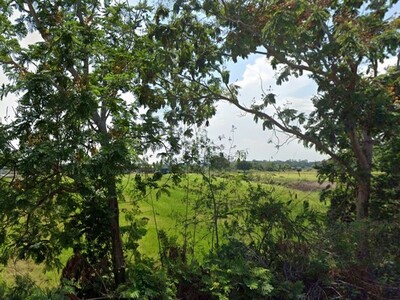 ขายที่ดิน บางปลาม้า 7-3-21ไร่ แหล่งชุมชน สุพรรณบุรี