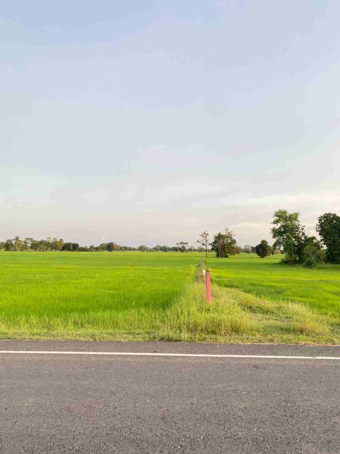 ขายที่ดิน 50ไร่ บ้านแสลงพัน ที่ดินสวยทำเลดีติดถนน จังหวัดบุรีรัมย์