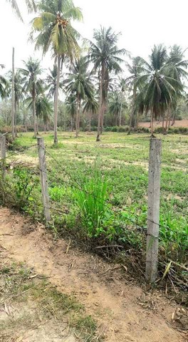 ขายที่ดิน โค้งดารา  อ.ศรีราชา ที่ดินสวย ไม่ต้องถม  บรรยากาศดี  เห็นทิวเขา 360 องศา