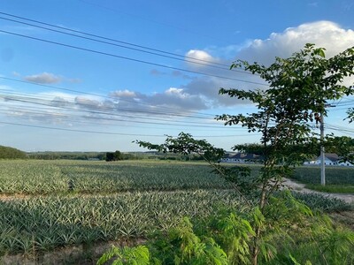 ขายที่ดินนิคมพัฒนาระยอง 24 ไร่  