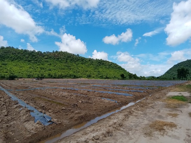 ขายถูกที่ดินโฉนด พังตรุ ในท่าม่วง วิวเขาน้ำไม่ท่วม น้ำไฟพร้อม เดินทางสะดวก ใกล้มอเตอร์เวย์ กาญจนบุรี