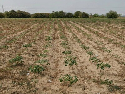 ขายที่ดินสวยใกล้แหลมฉบังชลบุรี เนื้อที่  385-2- 6.9  ไร่ ขายที่ดินสวยใกล้แหลมฉบังชลบุรี เนื้อที่  385-2- 6.9  ไร่