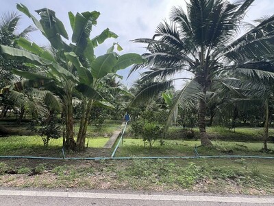 ขายที่ดินสวยๆ สวนส้มโอและมะพร้าวน้ำหอม อ.อัมพวา จ.สมุทรสงคราม ขายที่ดินสวยๆ สวนส้มโอและมะพร้าวน้ำหอม อ.อัมพวา จ.สมุทรสงคราม