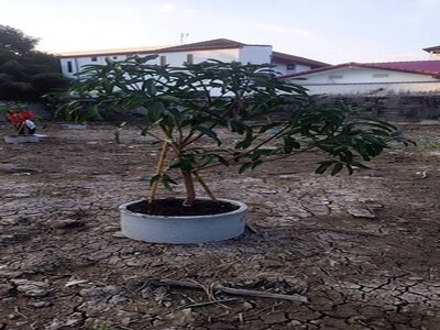 ขายที่ดินสวย ใกล้ทางด่วน เข้าซอย 150 ม. งามวงศ์วาน 15 1 ไร่ ตรว 9