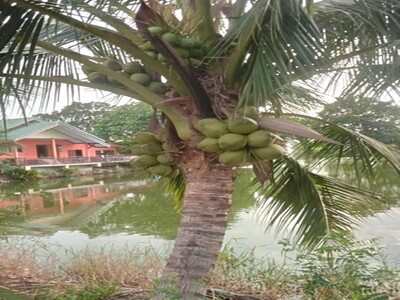 บ้านชั้นเดี่ยว เล่นระดับ 50ตรว. วิวบ่อปลา อยู่อ.บางเลน นครปฐม  บ้านชั้นเดี่ยว เล่นระดับ 50ตรว. วิวบ่อปลา อยู่อ.บางเลน นครปฐม