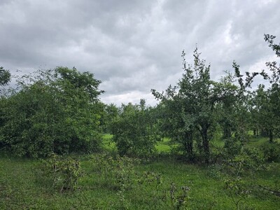 ขายที่ดิน ประจวบ พื้นที่ 5 ไร่ ต.อ่าวน้อย