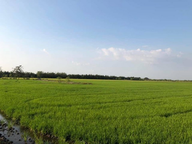 ขายที่ดินว่างเปล่าเหมาะสร้างบ้านทำการเกษตรดินดีวิวสวย บ่อเงินปุทม ใกล้แหล่งน้ำเหมาะทำเกษตร  ใกล้ชุมชน 5ไร่  อำเภอลาดหลุมแก้ว ปทุมธานี ลาดหลุมแก้วไร่ละ 1ลบ. โทร 083-7124115