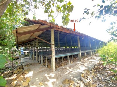 ขายโรงเลี้ยงสัตว์ ถ.พนัสนิคม - เกาะโพธิ์ ต.นาเริก อ.พนัสนิคม จ.ชล