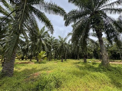 ขายที่ดินสวนปาล์ม และทุเรียน อำเภอหลังสวน จังหวัดชุมพร