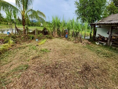 ขายที่ดิน57ว.900ส. เจเดีย์แมครัว ต.แม่แฝกใหม่ อ.สันทราย เชียงใหม่