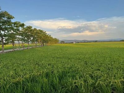 ขายที่ดินด่วน ไร่ละ 750,000 บาท 4-2-24 ตรว. ดอยสะเก็ด แม่ฮ้อยเงิน