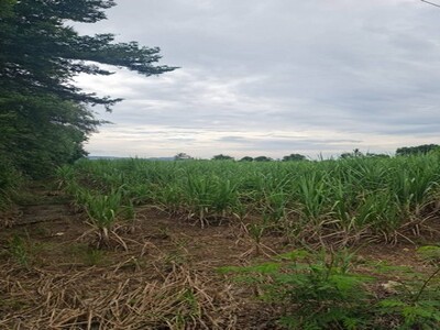 ทรัพย์คุ้มใช้ประโยชน์ ขายที่ปากช่อง 2-8ไร่ โฉนด ต.วังไทร ไร่ละ 2.