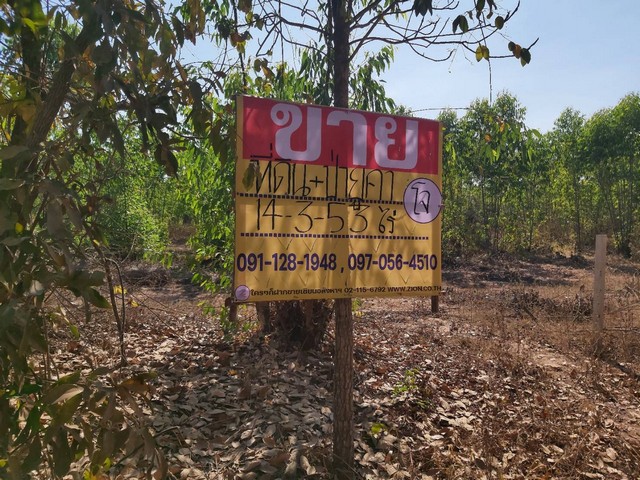 ขายด่วน  ที่ดินพร้อมป่ายูคา 14-3-53 ไร่ ใกล้ร.ร.พระยืนวิทยาคาร อ.พระยืน ขอนแก่น     ZE611