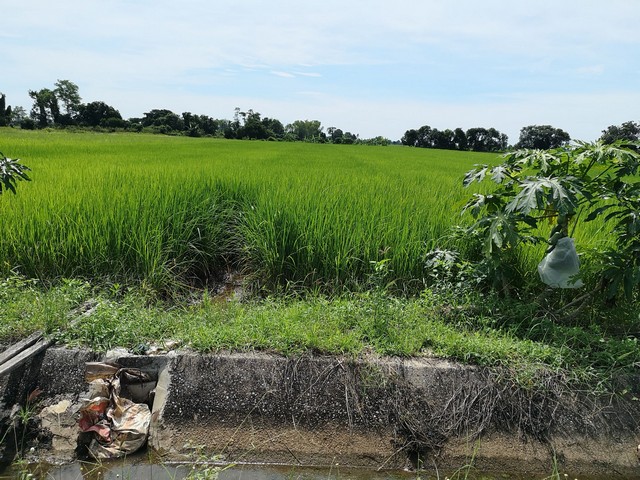 ขายที่ดินเปล่าถมแล้ว 6 ไร่ ใกล้มหาวิทยาลัยนเรศวร อำเภอเมืองจังหวัดพิษณุโลก