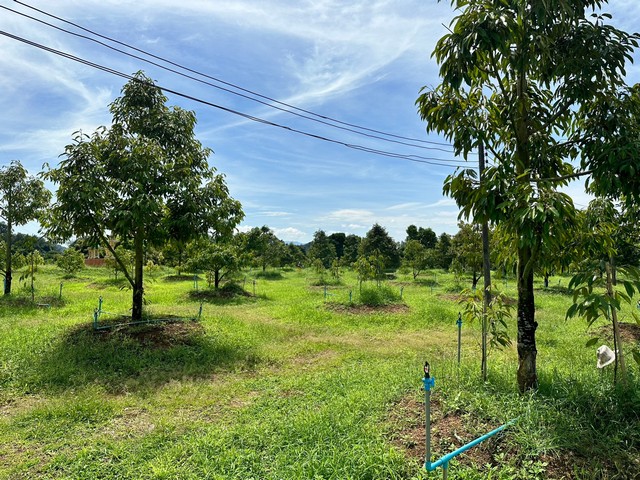 สวนทุเรียนเต็มพื้นที่พร้อมทำต่อ บ้านไฟน้ำครบ  อำเภอ ท่าใหม่ จังหวัด จันทบุรี