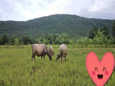 ที่ดินบ้านพร้อมโอนเจ้าของขายเอง ที่สวยติดเขา เทือกเขายา ขอนแก่น ที่ดินบ้านพร้อมโอนเจ้าของขายเอง ที่สวยติดเขา เทือกเขายา ขอนแก่น