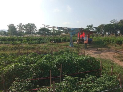 ที่ดินบ้านเจ้าของขายเอง ขายที่ติดแม่น้ำน่าน อ.ท่าวังผา น่าน 09688