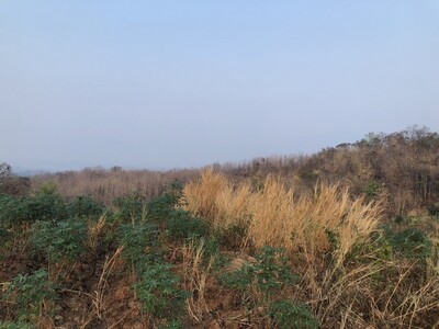 ที่ดินบ้านเจ้าของขายเอง ที่บนเนินเขา สูงจากน้ำทะเล หล่มเก่า เพชรบ ที่ดินบ้านเจ้าของขายเอง ที่บนเนินเขา สูงจากน้ำทะเล หล่มเก่า เพชรบ